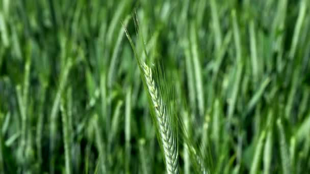 春の訪れを告げる麦の耳の強さと美しさ — ストック動画