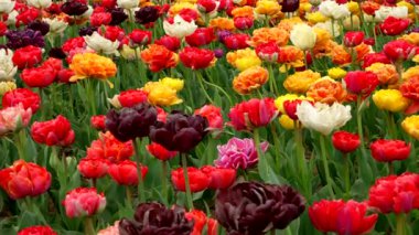  Seni çok renkli lalelerin olduğu bir alanı keşfetmeye götürüyorum.