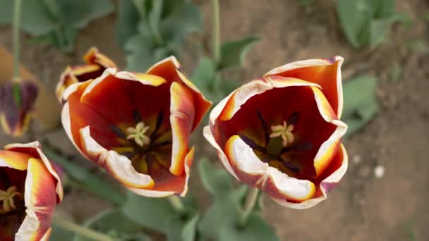 Dwutonowe Tulipany Papuga Eksplozja Koloru Fantazji — Wideo stockowe
