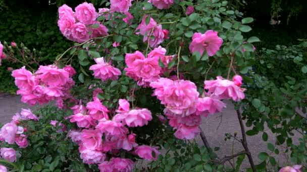 Ένας Κήπος Τριαντάφυλλο Την Άνοιξη — Αρχείο Βίντεο