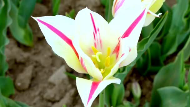 Sommerlandschaft Mit Zweifarbiger Tulpe — Stockvideo