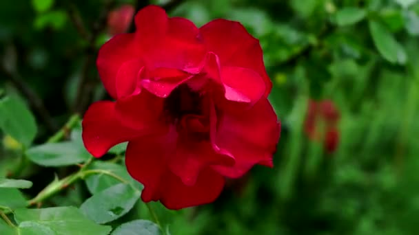 Beleza Rosa Vermelha Primavera — Vídeo de Stock