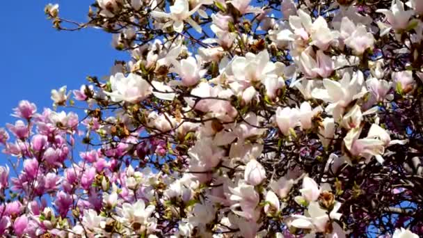 Die Schönheit Der Natur Weiße Und Rosa Blüten Frühling — Stockvideo