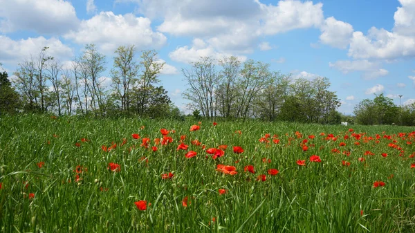 stock image Among the poppies, a video that invites you to immerse yourself in nature and enjoy the panorama of a poppy field under a blue sky