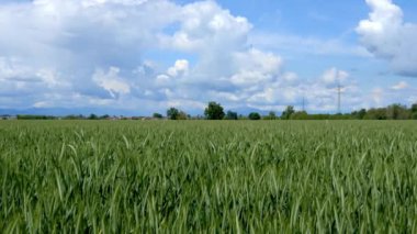  Buğday Tarlasında Bahar Manzarası 