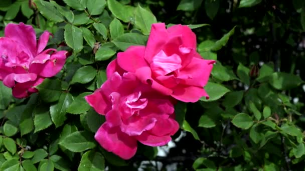 一个玫瑰花园 五颜六色 春天的芬芳 — 图库视频影像