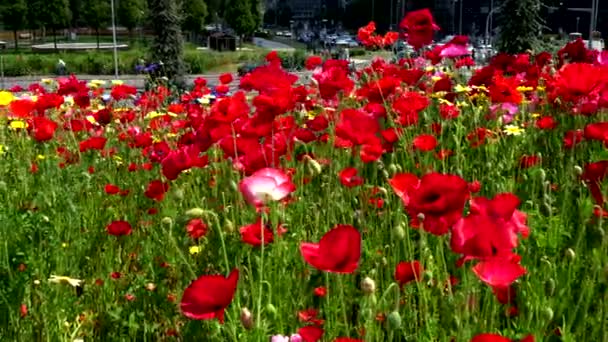 Μια Όαση Κόκκινα Λουλούδια Στην Πόλη — Αρχείο Βίντεο