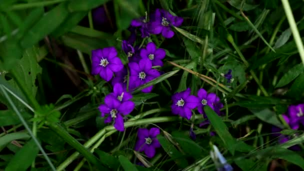 Der Zauber Lila Blumen Eine Reise Durch Blühende Felder — Stockvideo