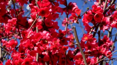 Mavi gökyüzünün altındaki kırmızı çiçeklerin güzelliği