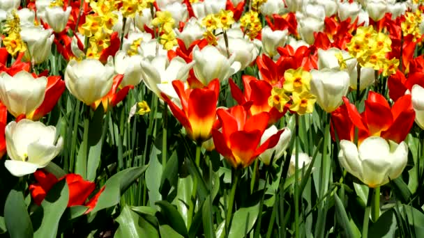 Urok Tulipanów Podróż Przez Tysiące Kolorów Baśniowego Pola — Wideo stockowe