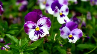 Baharı kutlamak için mor bir çiçek