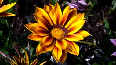 Sarı bir çiçeğin büyüsü, ilkbaharda yaşamı ve güzelliği kutlayan bir video.