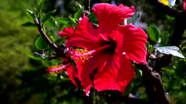Eine Rote Blume Frühling Ein Natürliches Kunstwerk — Stockvideo