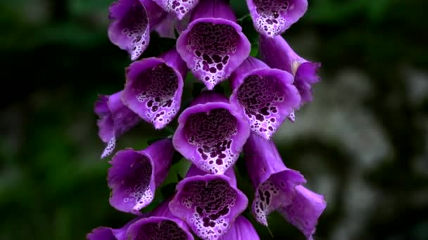 ヒョウの花とその紫色の親戚 色と香りの暴動 — ストック動画