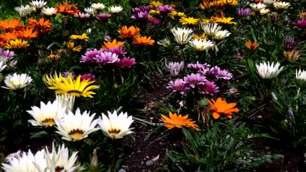 Magia Natureza Flores Multicoloridas Que Florescem Primavera — Vídeo de Stock
