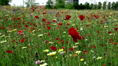  Şehirde bir çiçek gökkuşağı