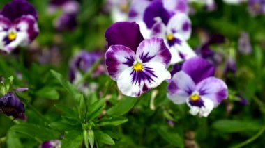 Menekşeler baharın kahramanları