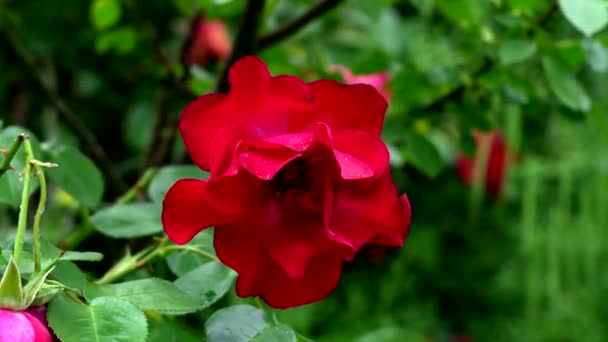 Uma Rosa Vermelha Flor Beleza Primavera — Vídeo de Stock