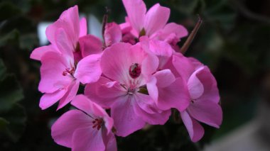 Sardunya çiçeklerindeki uğur böceği