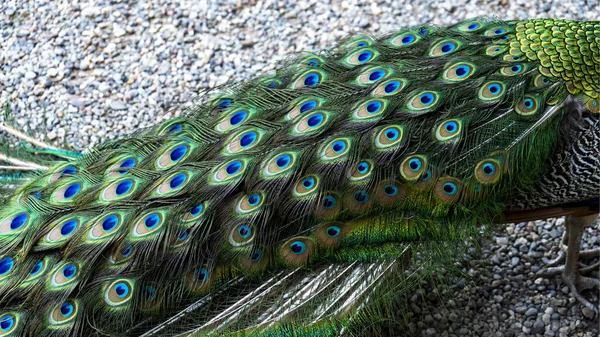 Natural Work Art Peacock Tail Park — Stock Photo, Image