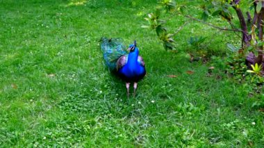 : Parkta muhteşem bir tavus kuşu.