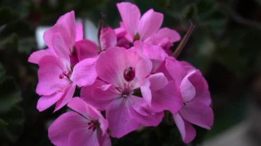 Sardunya çiçeklerindeki uğur böceği