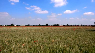 Buğday tarlasında gelincikli bahar manzarası