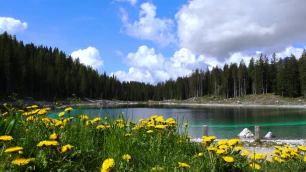 Egy Alpesi Paradicsom Sárga Virágok Egy Türkiz — Stock videók