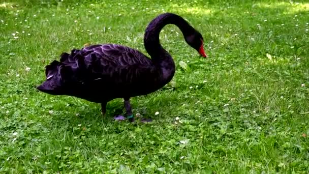 Sihirli Gizemli Siyah Bir Kuğu — Stok video