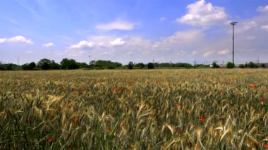  Haşhaş tarlası, basitliğin güzelliği.