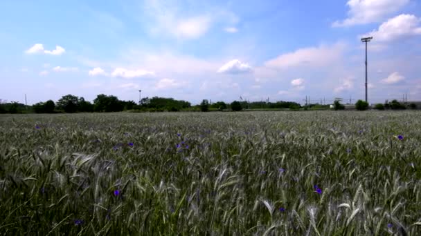Charm Wheat Lilac Flowers Discover Beauty Countryside — Stock Video
