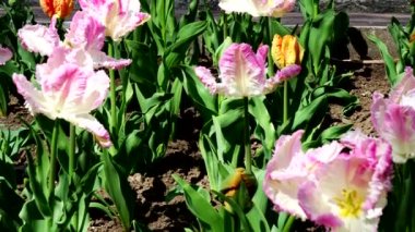 Papağan Pembe Laleler Tarlasında Bahar Manzarası