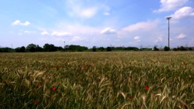  Buğday ve gelinciklerin ahengi, yazın duyusal bir deneyim.