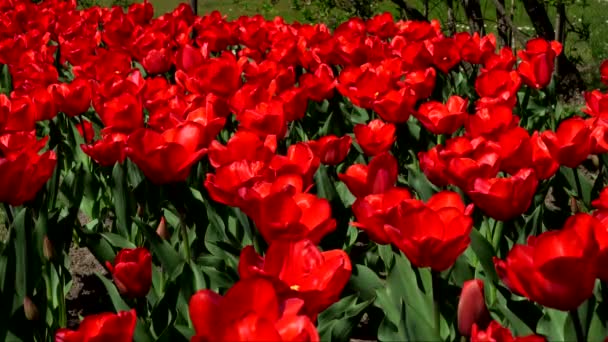 Kungadömet Tulpaner Hisnande Video Fältet Röda Blommor — Stockvideo
