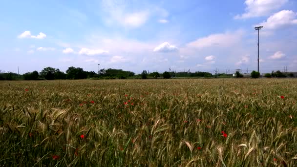 小麦とポピーのハーモニー 夏の感覚体験 — ストック動画