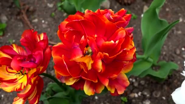 Fantastische Rote Blume Frühling — Stockvideo