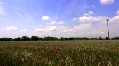 Haşhaş ve buğday, ilkbaharda renk ve yaşam patlaması