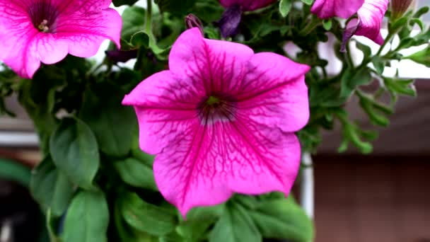 Ομορφιά Ενός Ροζ Λουλουδιού Μια Ανοιξιάτικη Μέρα — Αρχείο Βίντεο