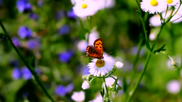 Una Farfalla Una Margherita Simbolo Della Primavera — Video Stock