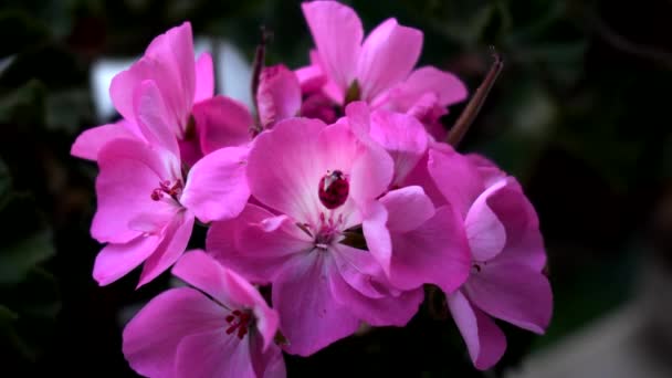 Ein Fröhlicher Marienkäfer Auf Einer Bunten Blume — Stockvideo