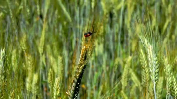 Ein Einsamer Käfer Inmitten Eines Maisfeldes — Stockvideo