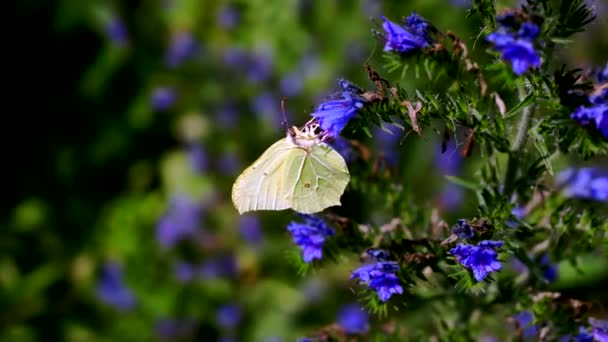 Piękno Motyla Kwiatku — Wideo stockowe