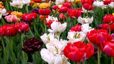  Çok renkli laleler, güzellik ve parfüm patlaması.