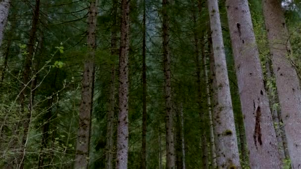 Ανακαλύπτοντας Βιοποικιλότητα Του Δάσους Δολομίτη — Αρχείο Βίντεο