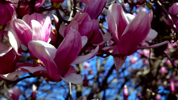 ピンクの花 愛と美しさを象徴する植物 — ストック動画