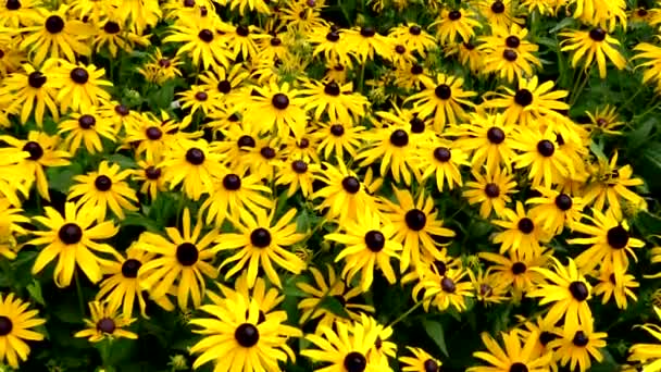 Tavasz Virágzik Egy Utazás Sárga Virágok Mezején — Stock videók
