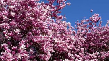 Pembe çiçekli bitki, bir doğa eseri.