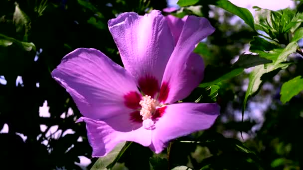 Piękno Liliowego Kwiatu Podróż Przez Kolory Zapachy — Wideo stockowe