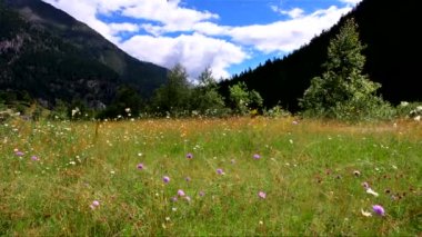 Dağın güzelliklerini keşfeden bir çiçek cenneti.