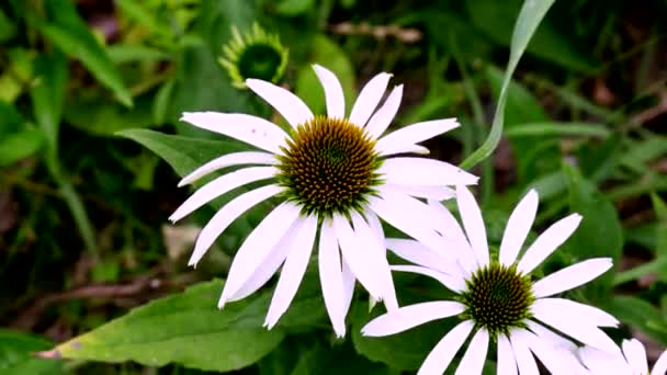 Καθαρή Ομορφιά Γοητεία Του Λευκού Λουλουδιού — Αρχείο Βίντεο